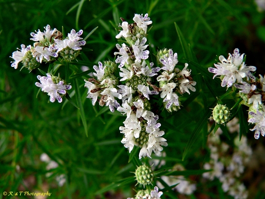 {Pycnanthemum tenuifolium}